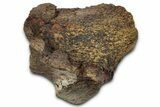 Fossil Hadrosaur Vertebra Process Section - Montana #355129-1